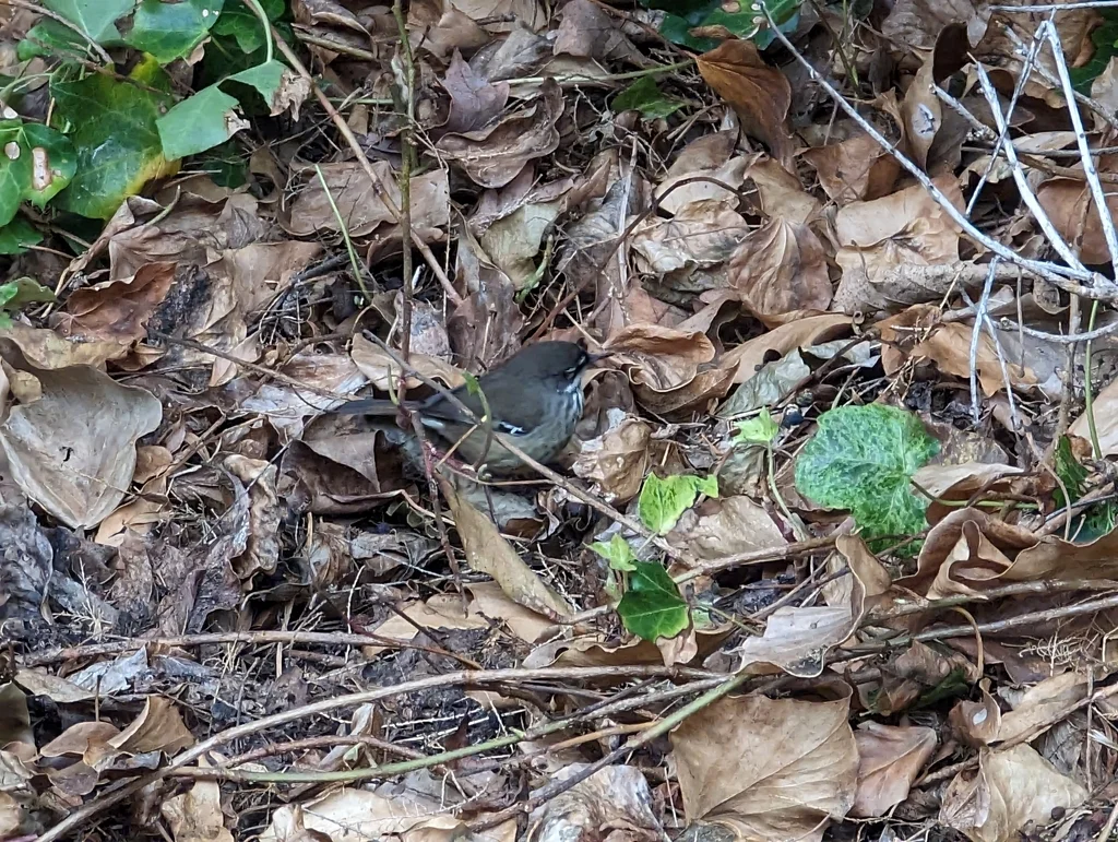 斑丝刺莺（Sericornis maculatus）