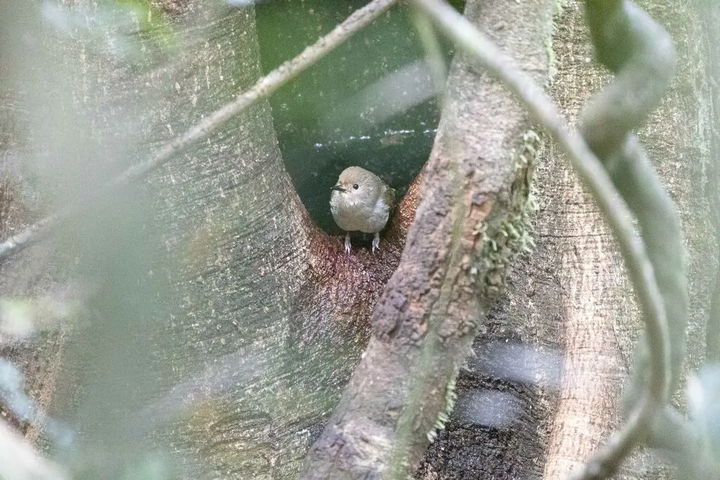 巨嘴丝刺莺(Sericornis magnirostra)