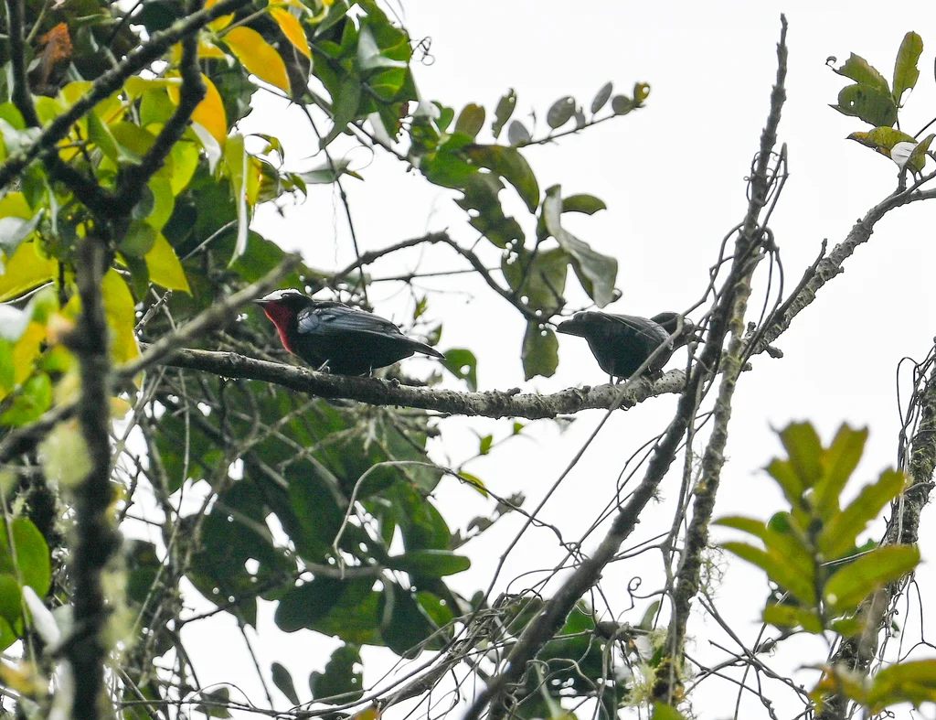 白顶唐纳雀(Sericossypha albocristata)
