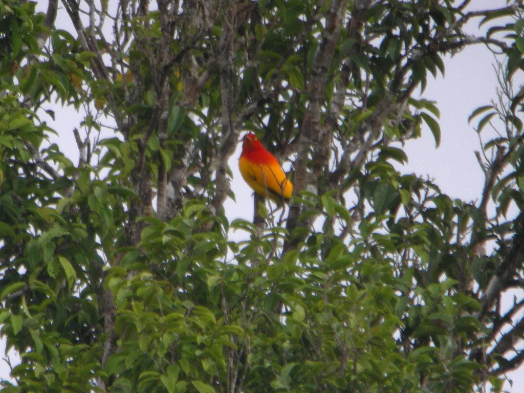 火红辉亭鸟(Sericulus ardens)
