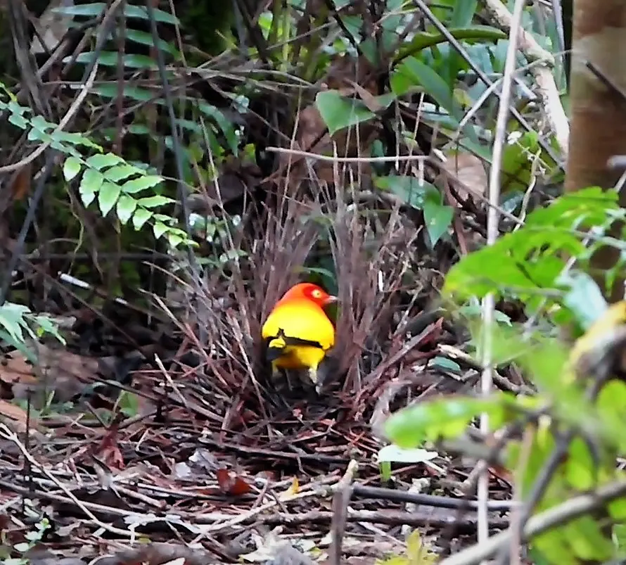 火红辉亭鸟(Sericulus ardens)