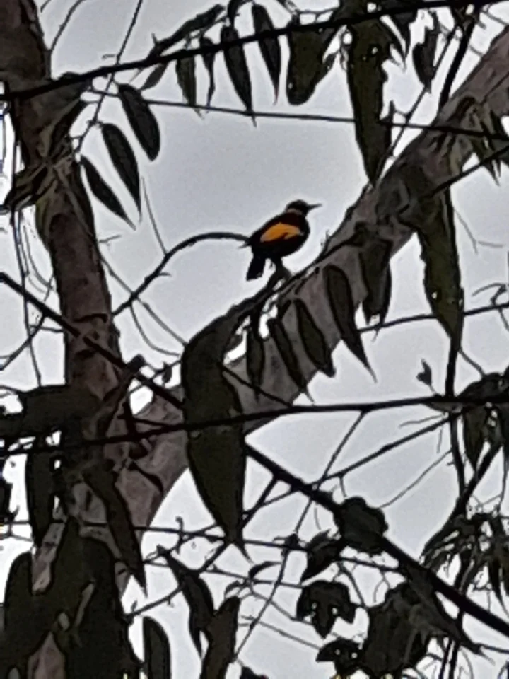 黄头辉亭鸟(Sericulus chrysocephalus)
