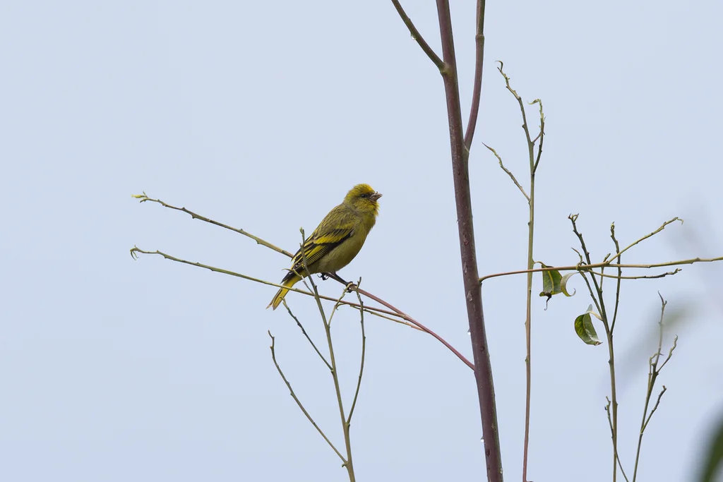 黄顶丝雀（Serinus flavivertex）