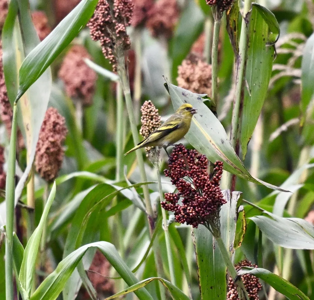 黄顶丝雀（Serinus flavivertex）
