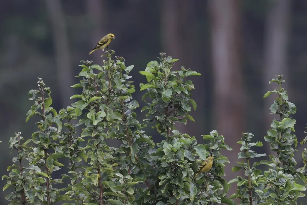 黄顶丝雀（Serinus flavivertex）