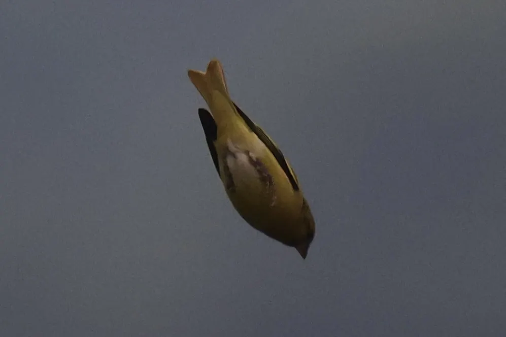 黄顶丝雀（Serinus flavivertex）