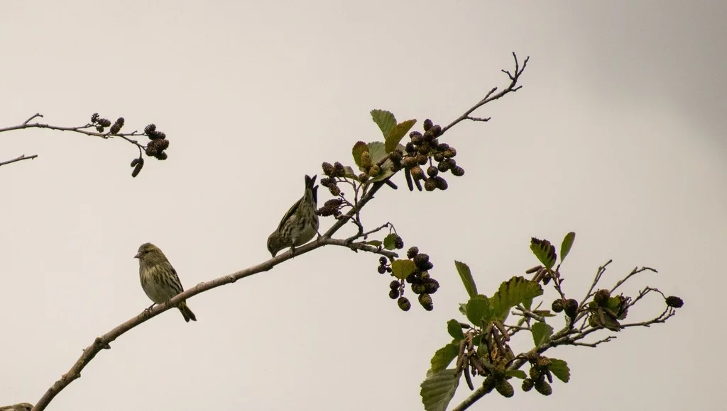 欧洲丝雀(Serinus serinus)
