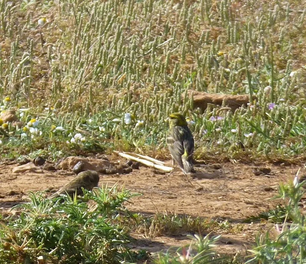 欧洲丝雀(Serinus serinus)