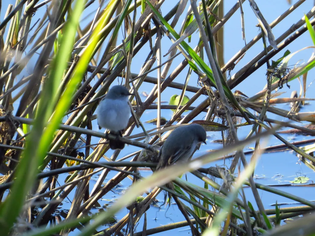 烟姬霸鹟(Serpophaga nigricans)