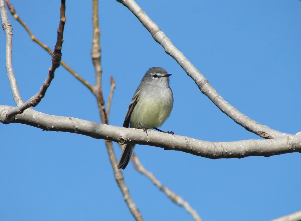 白冠姬霸鹟(Serpophaga subcristata)