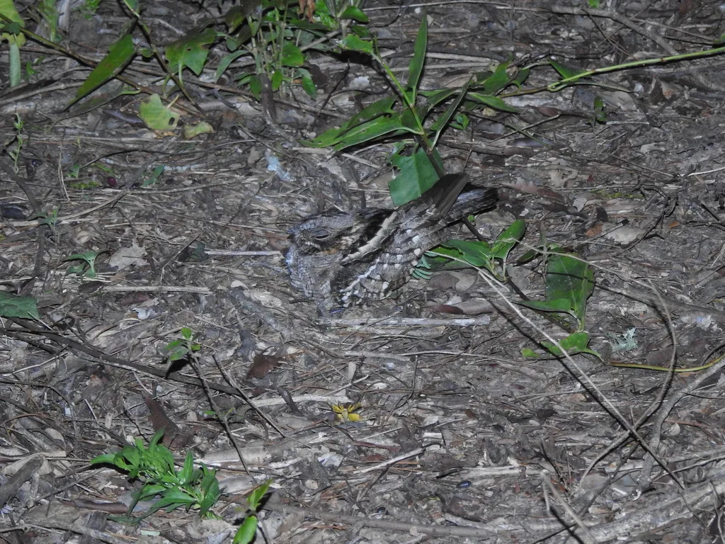 小夜鹰(Setopagis parvula)