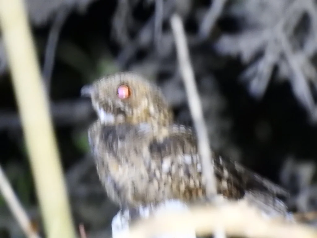 小夜鹰(Setopagis parvula)