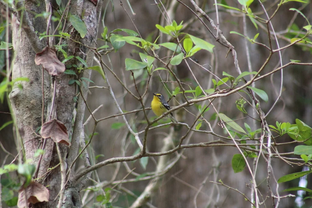黄腹灰林莺(Setophaga adelaidae)