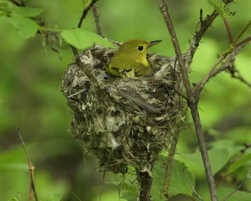 美洲黄林莺(Setophaga aestiva)