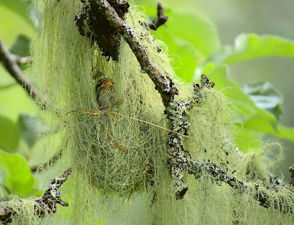 北森莺(Setophaga americana)