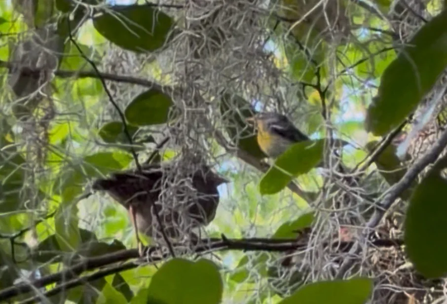 北森莺(Setophaga americana)