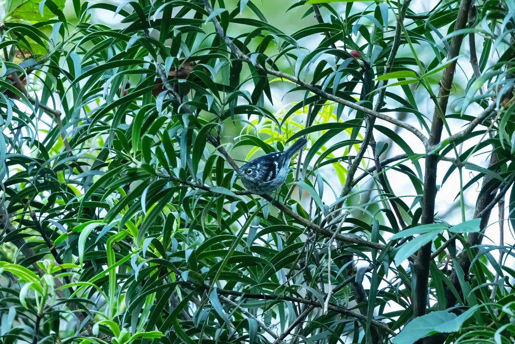 小林莺(Setophaga angelae)