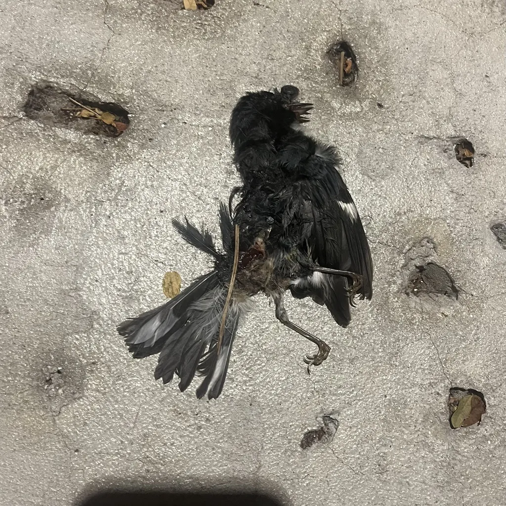黑喉蓝林莺(Setophaga caerulescens)