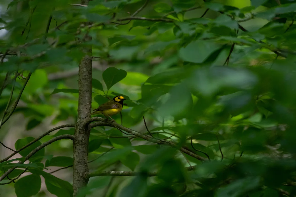 黑枕威森莺(Setophaga citrina)