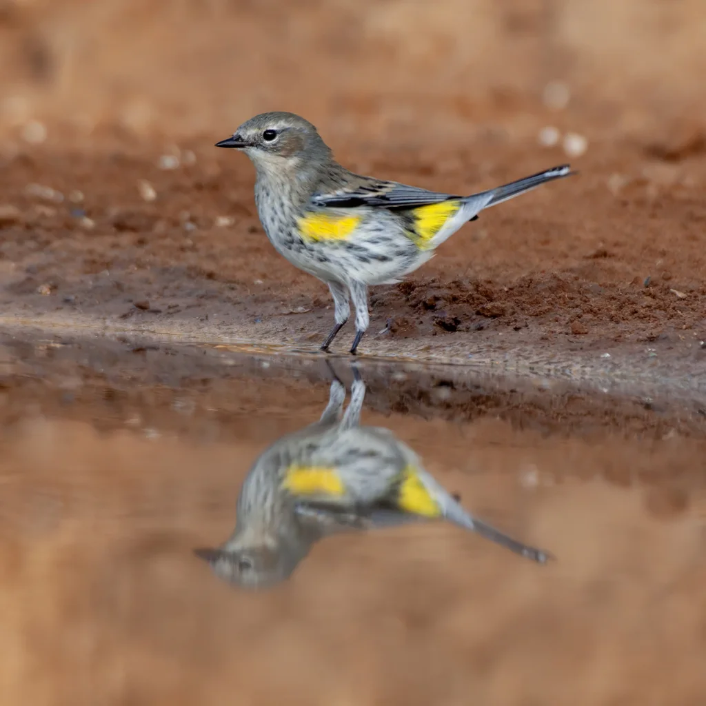 黄腰白喉林莺(Setophaga coronata)