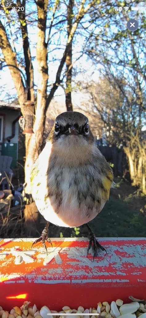 黄腰白喉林莺(Setophaga coronata)