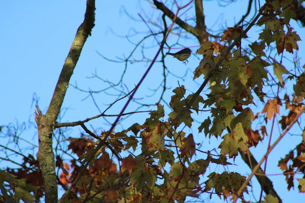 黄腰白喉林莺(Setophaga coronata)