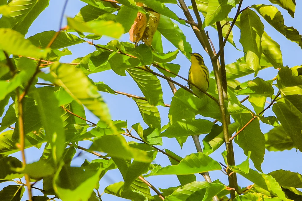 草原绿林莺(Setophaga discolor)