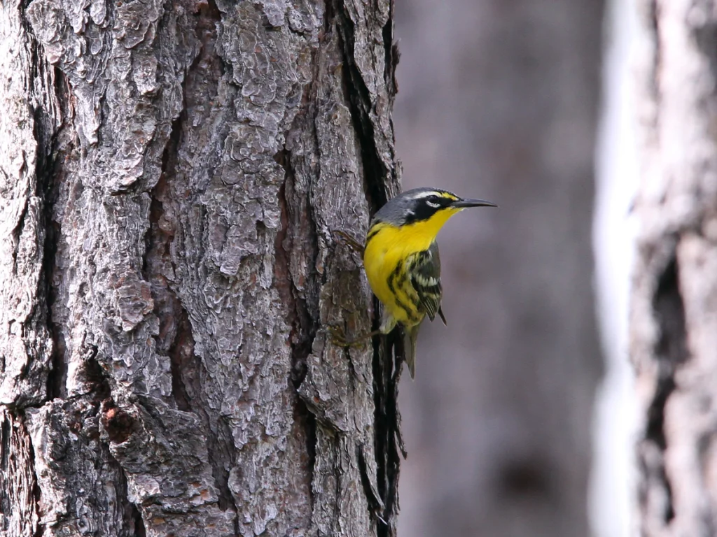 巴哈马林莺(Setophaga flavescens)