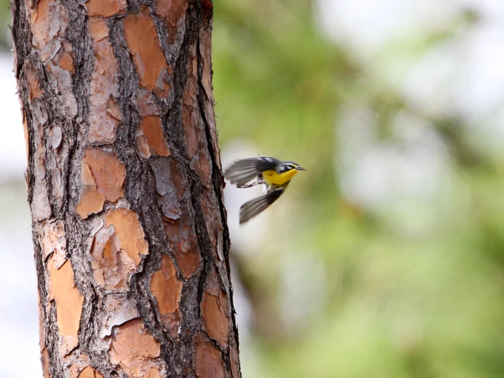 巴哈马林莺(Setophaga flavescens)