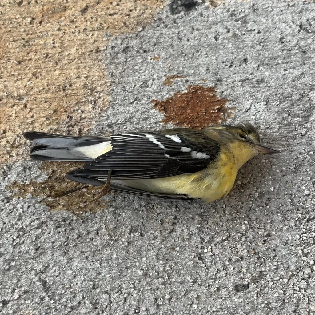 橙胸林莺(Setophaga fusca)