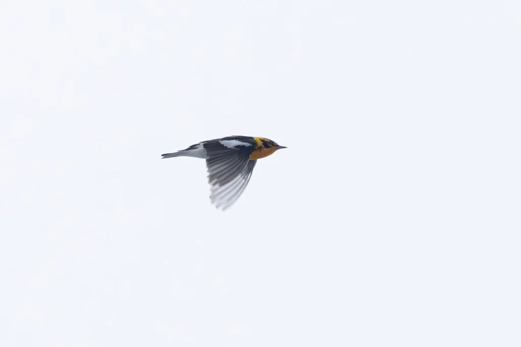 橙胸林莺(Setophaga fusca)