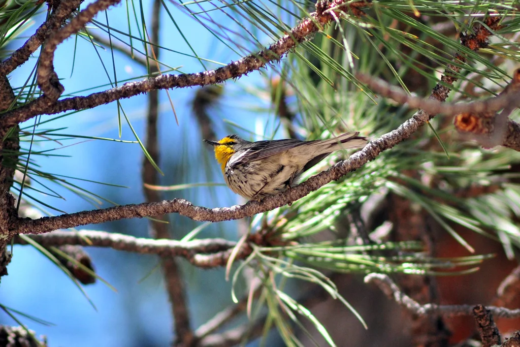 黄喉纹胁林莺（Setophaga graciae）