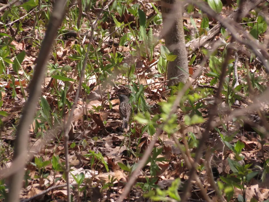 黑纹背林莺（Setophaga kirtlandii）