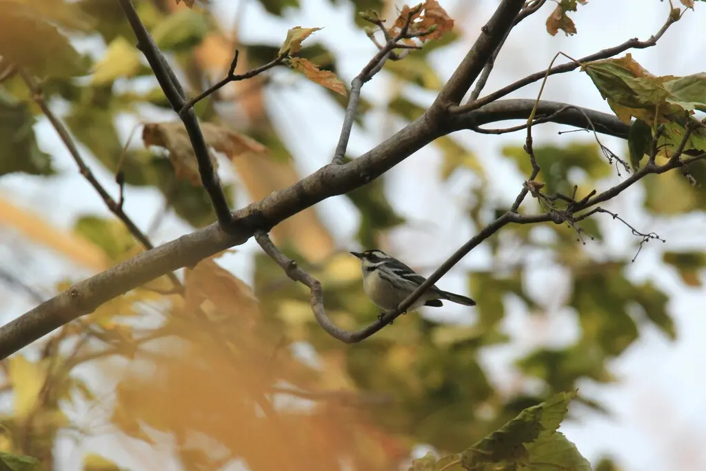 黑喉灰林莺（Setophaga nigrescens）