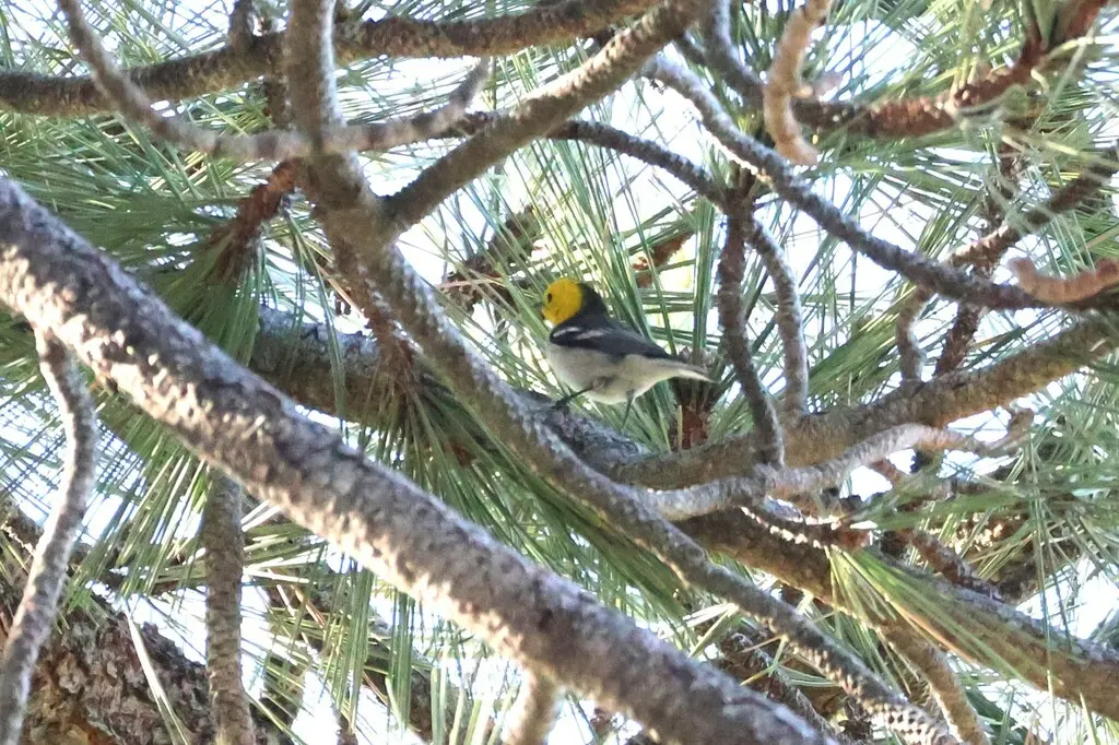 黄脸林莺(Setophaga occidentalis)