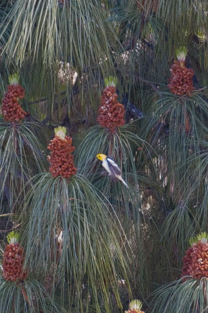黄脸林莺(Setophaga occidentalis)