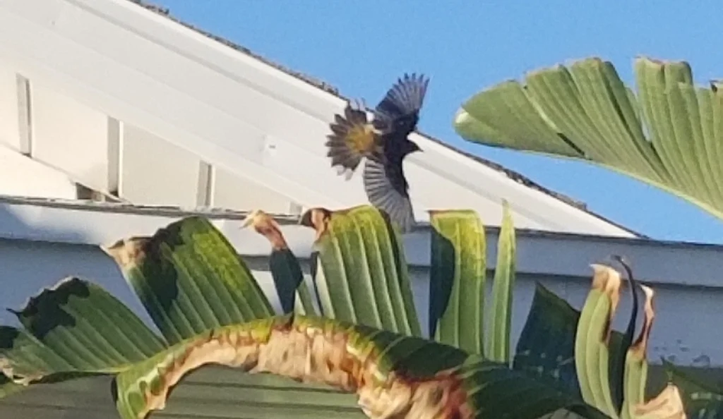 棕榈林莺(Setophaga palmarum)