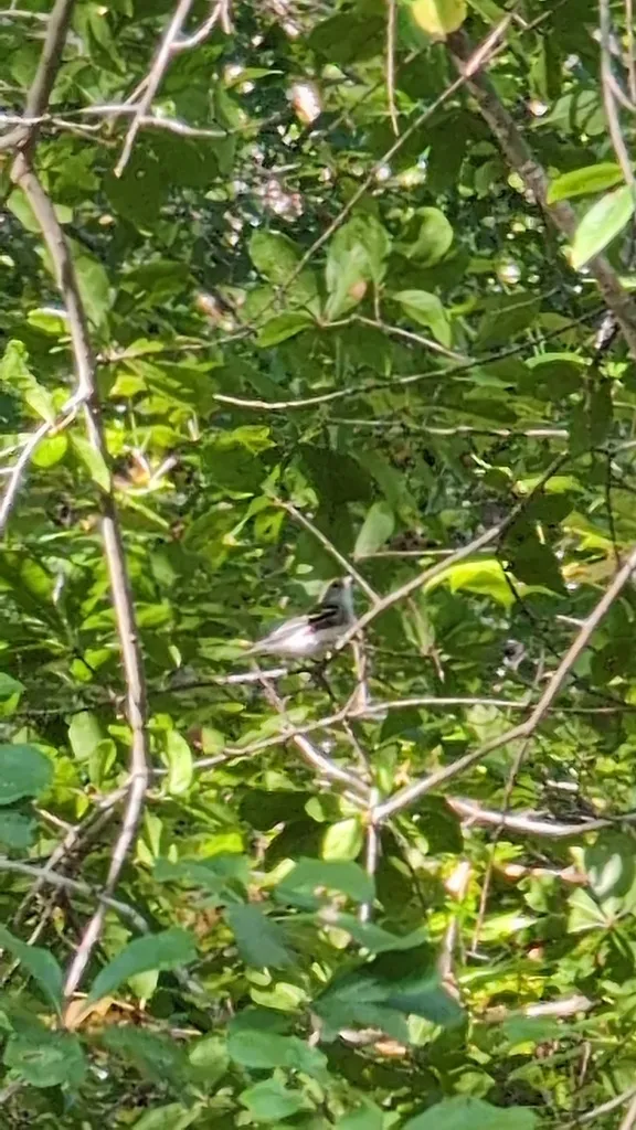 栗胁林莺(Setophaga pensylvanica)