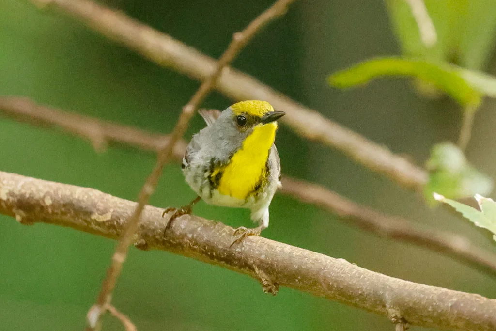 绿顶林莺(Setophaga pityophila)