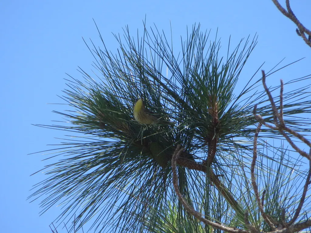 绿顶林莺(Setophaga pityophila)