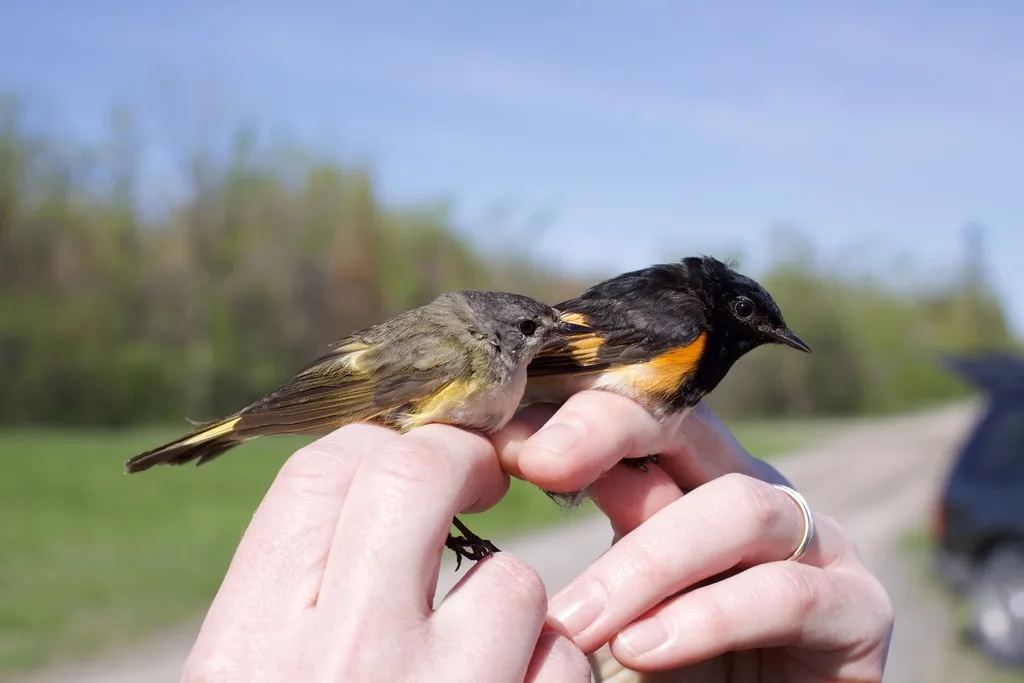 橙尾鸲莺(Setophaga ruticilla)