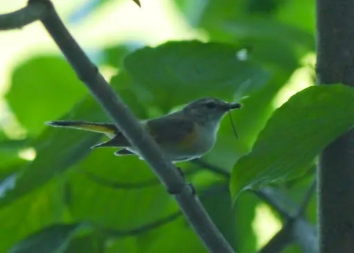 橙尾鸲莺(Setophaga ruticilla)