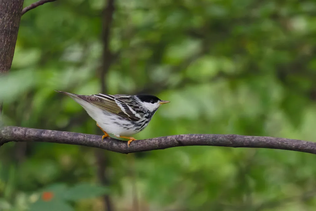 白颊林莺(Setophaga striata)