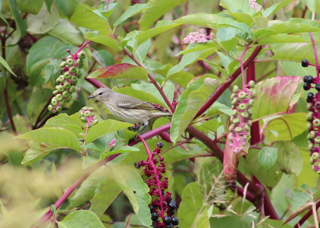 栗颊林莺(Setophaga tigrina)
