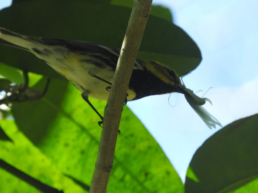 黑喉绿林莺(Setophaga virens)