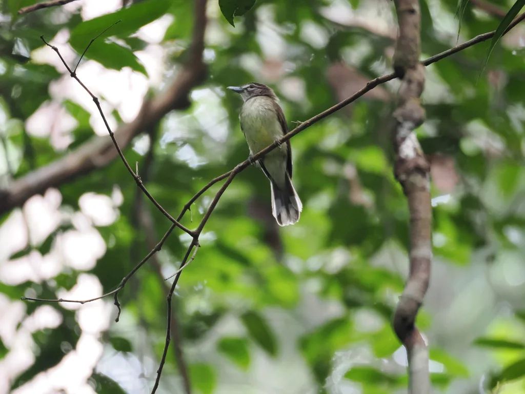 钩嘴鹎(Setornis criniger)