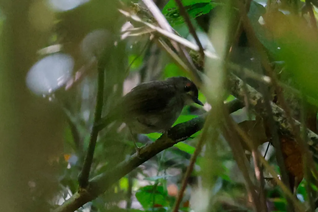 尤山阿卡拉鸲（Sheppardia montana）