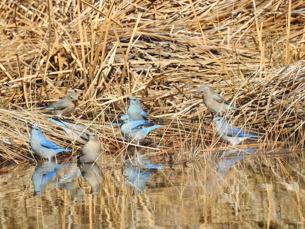 山蓝鸲(Sialia currucoides)