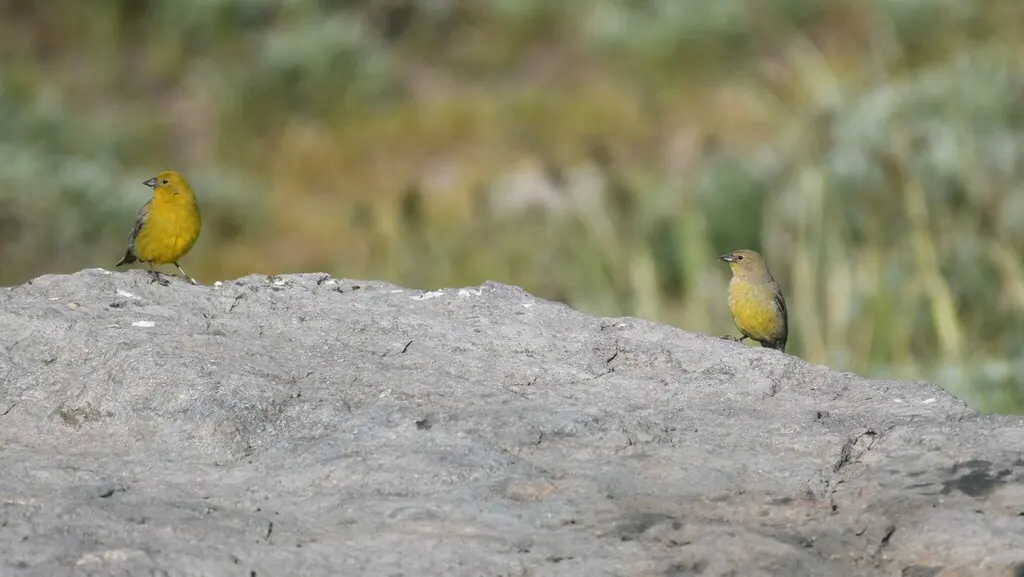 大黄雀鹀(Sicalis auriventris)
