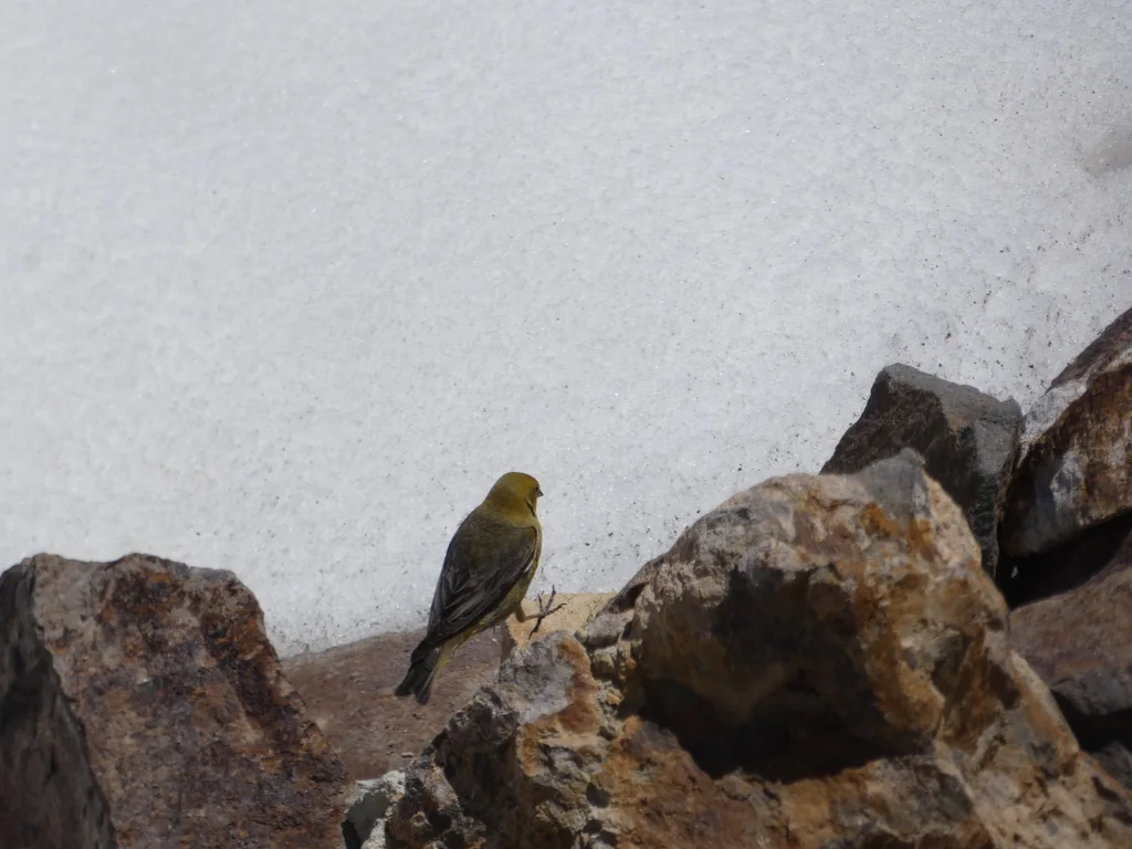 大黄雀鹀(Sicalis auriventris)